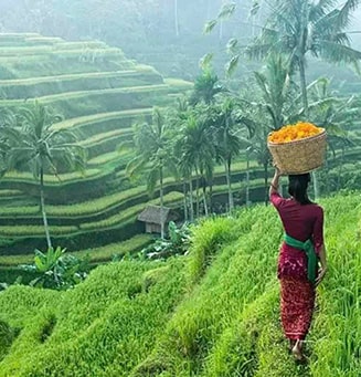 Ubud Villas Villas Ubud